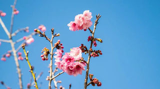 昆明春日出游：赏撩人花色，看青山绿水，这座城市从不让人失望！
