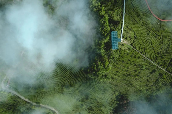 北纬32°海拔1200米的高山陡坡,长出世界级高香茶,罕有人知