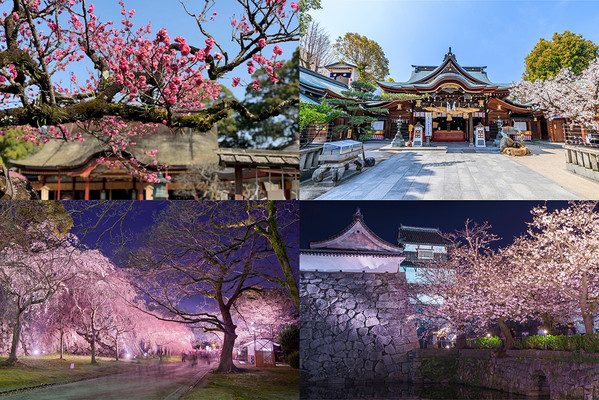 开启福冈春日浪漫之旅:樱花美景!博多阪急美食和购物!