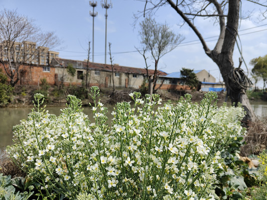 花椰菜，天然的捧花