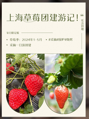 上海草莓团建游记!摘个草莓,摘个好心情!