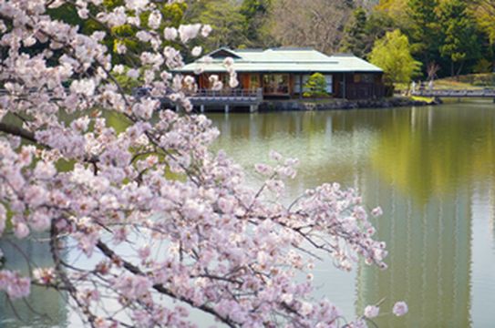 【东京】在《唐人街探案3》密室取景地赏个晚樱