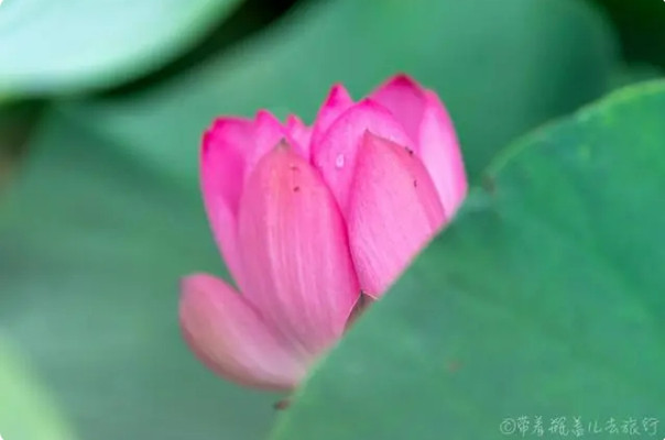 打卡重庆南岸茶园的苦竹溪谷，这里的荷花开得正艳，风景太美了