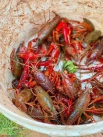 感受小龙虾的火辣!就来泉鹭山庄~