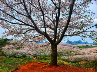 风有约， 花不误， 春在人行处——贵阳兴义万峰林贵安樱花园毕节百里杜鹃荔波小七孔
