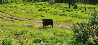 说走就走,遇见香格里拉 三天自驾游