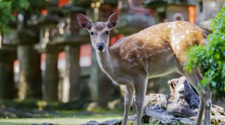 樱花国的礼赞—日本关西旅行笔记