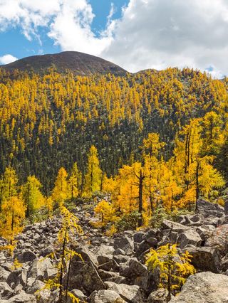 秋天川西丹巴党岭红叶彩林值得打卡
