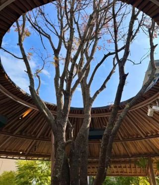 市中心藏着多肉乌托邦，住对酒店才是旅行密码！