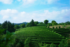 泰顺游记图片] 浙南泰顺5处宝藏茶园，景色美如诗画，堪称茶园版《我的阿勒泰》