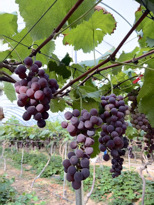 【秋日微度假🍇】奉贤葡萄架下的慢时光：采摘、撒欢与夕阳BBQ！