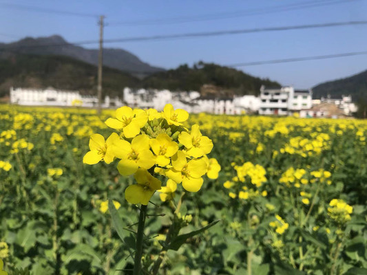 三清山理坑虹关村不走寻常线路游(自驾婺源油菜花)