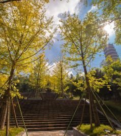 渠县游记图文-达州渠县这几个银杏观赏地美出天际，这个秋天必打卡！！！