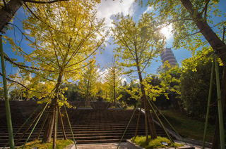 达州渠县这几个银杏观赏地美出天际，这个秋天必打卡！！！