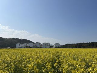 阳春三月爬黄山 打卡宏村水墨画