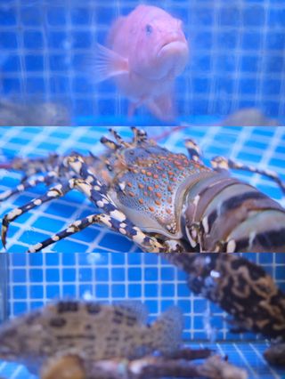 会展中心干饭的时刻——峪园酒家