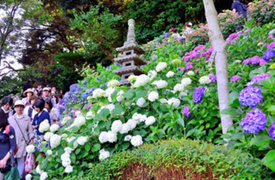 东京浅草寺旅游攻略:夏季紫阳花限定机位全解析,捕捉千年古刹与紫色花海的清