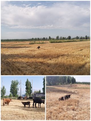 北疆＆乌鲁木齐15日游（中）