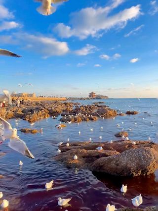 栖居蓝海，漫游青岛：解锁海滨城市的惬意时光