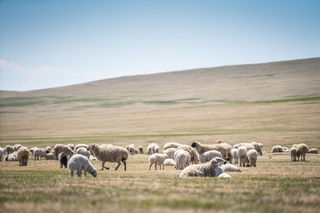 2025新版！呼伦贝尔莫尔格勒河0元入园+省心代驾+烤全羊自由攻略