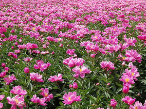 阳信游记图文-百亩芍药竞芳菲，美景惹人醉