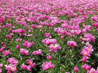 百亩芍药竞芳菲，美景惹人醉