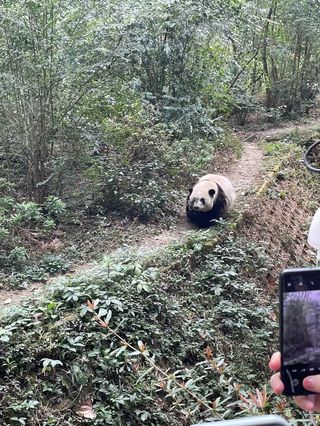 成都-九寨沟-都江堰7晚8日半自由行 熊猫之旅
