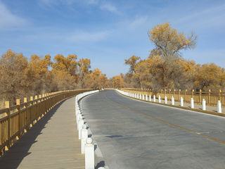 深秋塔里木胡杨林