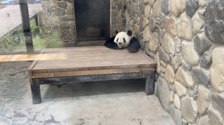 西安周边游之-去佛坪看熊猫