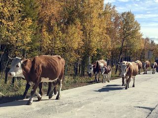 云游四海(1837)东北边境行之十四:八十里大湾景区