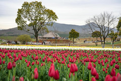 巢湖游记图片] 安徽巢湖半汤度假区，有着极致浪漫的色彩，如诗如画