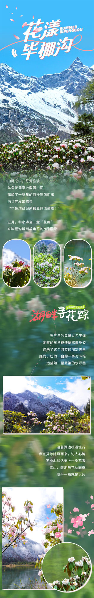 羊角花开成海！五月初夏，跟着毕棚沟走“花”路