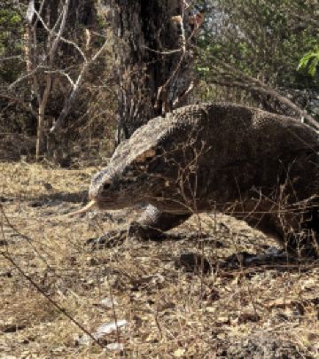 下拉布安游记图文-科莫多，想去的看过来