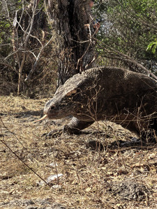 科莫多游记图文-科莫多，想去的看过来