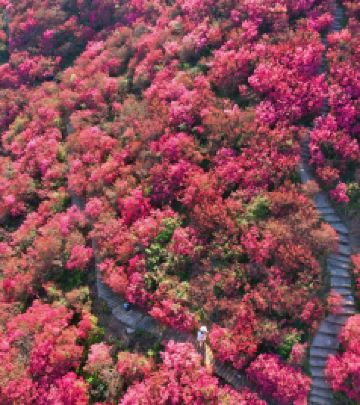 木兰游记图文-满山花海，与木兰云雾山 杜鹃花，来一场说走就走的双向奔赴