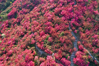满山花海，与木兰云雾山 杜鹃花，来一场说走就走的双向奔赴
