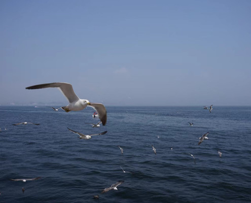 漫步在大连海港之巅——遛娃记