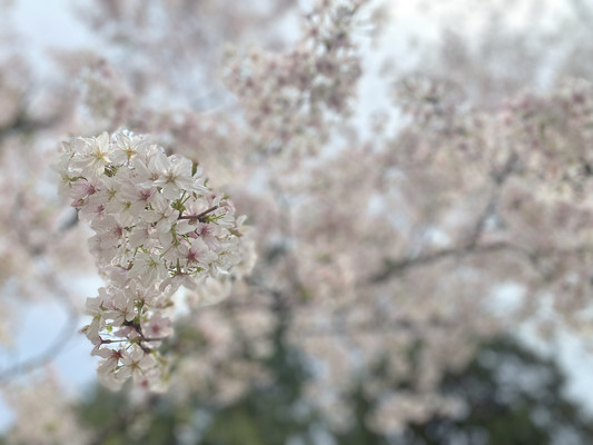 3月的武汉，是梦中的粉色世界