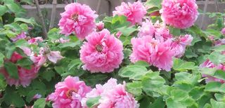 暴走四日游河南之五  洛阳牡丹别样红