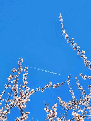 提笼架鸟寻花问柳 ——京华春梦