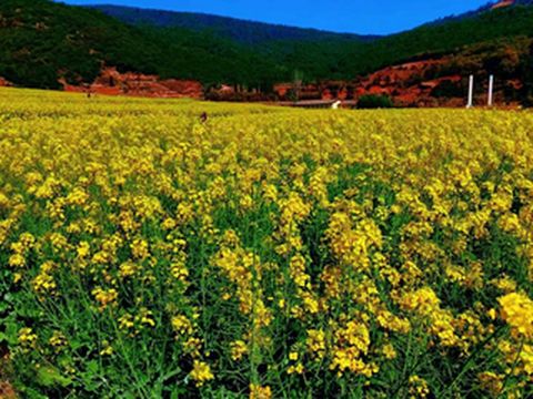 校长骑行群蛇年元夕游金色螳川歌