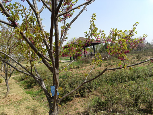 2023.3.12 合肥植物园