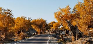 除了胡杨,这里还有这么多美景—新疆东疆
