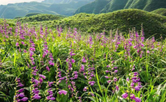 毕节游记图片] 玉簪独持雅洁，以压群芳~