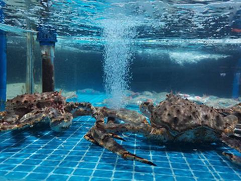 来沂水蓝海国际大饭店吃海鲜了