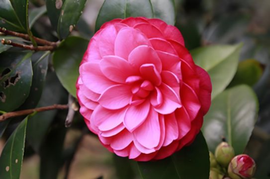 佛山卡玛缤纷花世界藏了个200亩茶花海,国庆邂逅国色天香