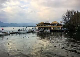 昆明冬日顶流CP：海埂大坝海鸥×翠湖丽瑞德酒店！这波我锁死🔒