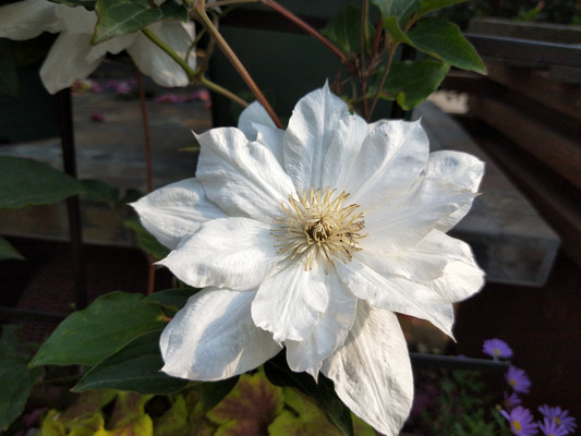 铁线莲，藤本植物中的王者