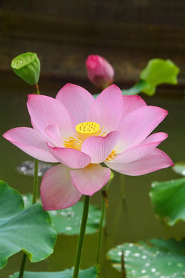 英德峰林晓镇一日游，观峰林，赏荷花