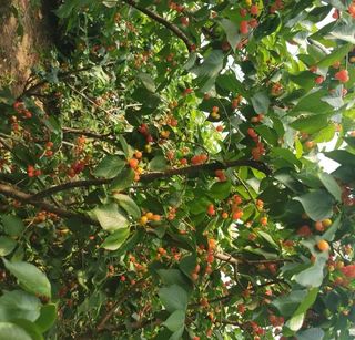 樱桃很甜，采摘来这里